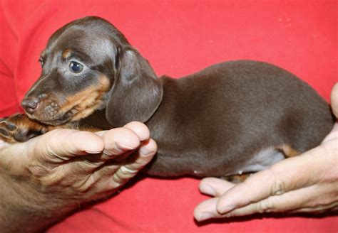 local dachshunds for sale|dachshund puppies for sale cheap.